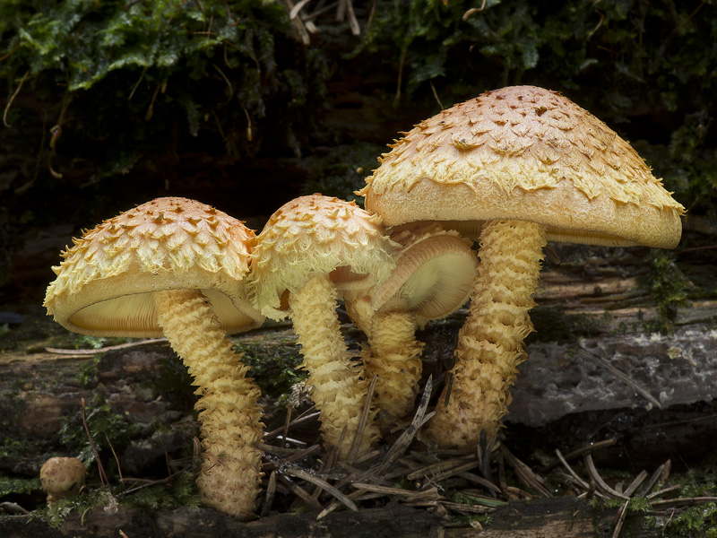 Pholiota flammans